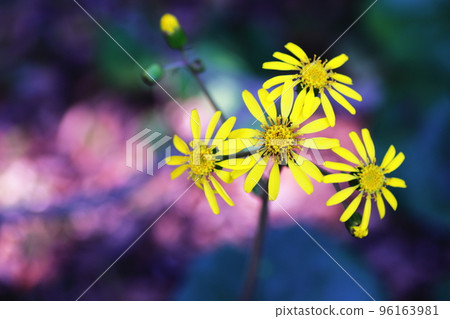 秋花 秋花 96163981