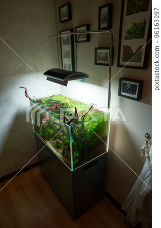 Corner view of beautiful freshwater aquascape with live aquarium plants, Frodo stones, redmoor roots covered by java moss and a school of blue neon tetra fish. Corner view of beautiful freshwater aquascape with live aquarium plants, Frodo stones, redmoor roots covered by java moss and a school of blue neon tetra fish. 96163997