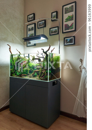 Corner view of beautiful freshwater aquascape with live aquarium plants, Frodo stones, redmoor roots covered by java moss and a school of blue neon tetra fish. Corner view of beautiful freshwater aquascape with live aquarium plants, Frodo stones, redmoor roots covered by java moss and a school of blue neon tetra fish. 96163999