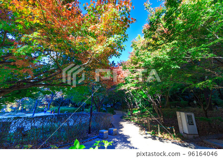 Autumn leaves at Shimizudani Park in Kioicho, Chiyoda Ward, Tokyo 96164046