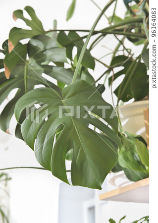 beautiful leaves of large monstera plant, swiss cheese plant in a pot in house. green home decor. urban jungle. split-leaf philodendron, Monstera deliciosa 96164083