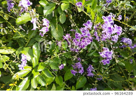 Duranta Taiwan Forsythia Duranta Genus Semi-Hardy Evergreen Shrub November 2022 Duranta Taiwan Forsythia Duranta Genus Semi-Hardy Evergreen Shrub November 2022 96164289