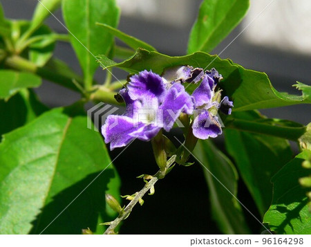Duranta Taiwan Forsythia Duranta Genus Semi-Hardy Evergreen Shrub November 2022 Duranta Taiwan Forsythia Duranta Genus Semi-Hardy Evergreen Shrub November 2022 96164298