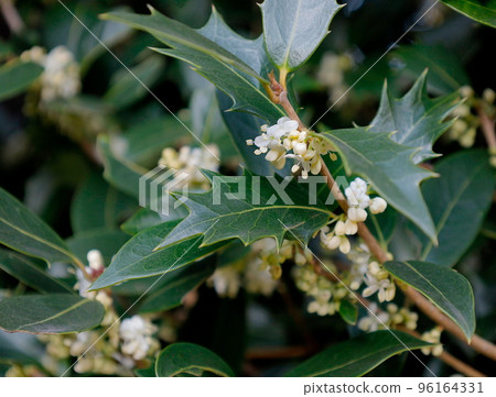 Autumn landscape: white holly flowers 96164331