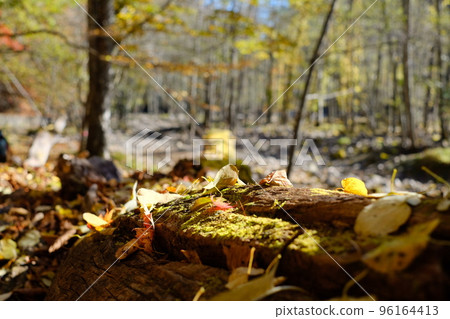 秋天的山毛櫸林 96164413