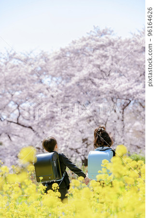 A back view of a first-year student carrying a school bag in a park where cherry blossoms and rape blossoms bloom 96164626