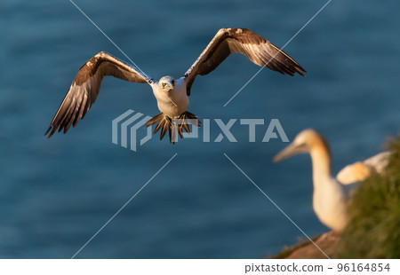 Northern gannet in flight against blue sky 96164854