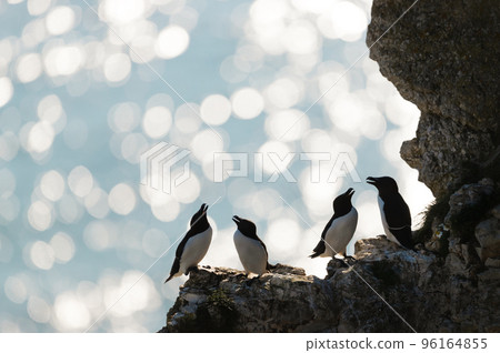 Silhouette of perched Razorbills on a cliff against bokeh background 96164855