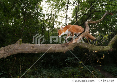 Close up of a Red fox walking on a tree branch in a forest Close up of a Red fox walking on a tree branch in a forest 96164856
