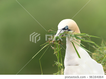 Close up of a Northern gannet with nesting material in a beak 96164864