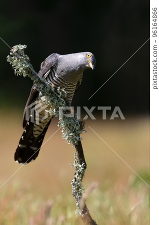 Common Cuckoo perched on a mossy tree branch 96164866