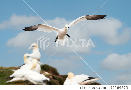 Northern gannet in flight on the coasts of UK Northern gannet in flight on the coasts of UK 96164873