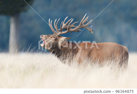 Close up of a red deer stag calling during rutting season in autumn 96164875