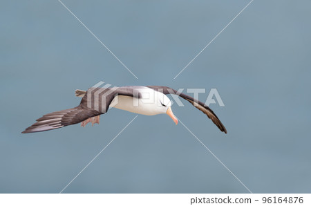 Black-browed Albatross in flight, Bempton cliffs, UK Black-browed Albatross in flight, Bempton cliffs, UK 96164876