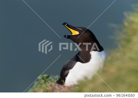 Close up of a Razorbill calling 96164880