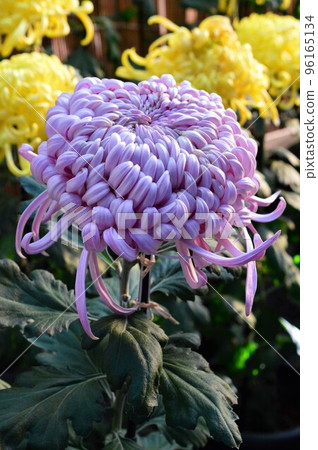 菊花展上的大菊花(古典菊花)紫色 菊花展上的大菊花(古典菊花)紫色 96165134