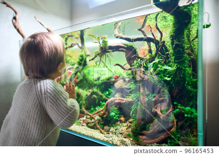 A small cute baby touches the glass of the beautiful freshwater aquascape with live aquarium plants, Frodo stones, redmoor roots covered by java moss. 96165453