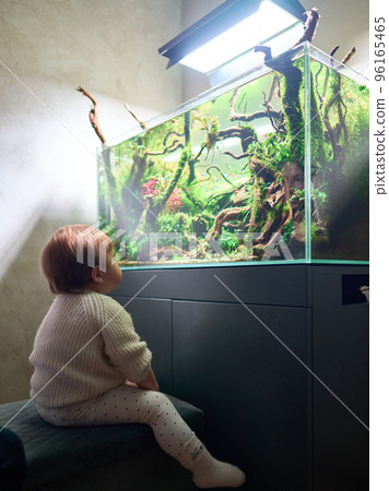 A small cute baby sits on a pouf and looks at the beautiful freshwater aquascape with live aquarium plants, Frodo stones, redmoor roots covered by java moss. A small cute baby sits on a pouf and looks at the beautiful freshwater aquascape with live aquarium plants, Frodo stones, redmoor roots covered by java moss. 96165465