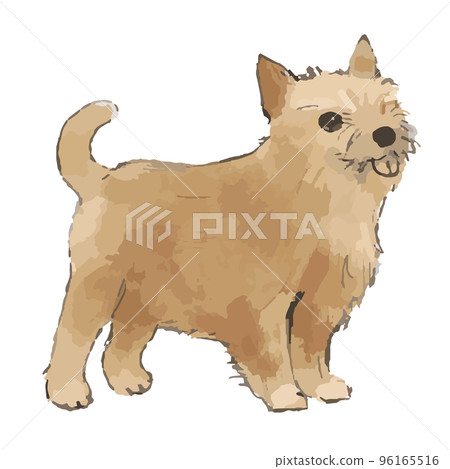Hand-drawn illustration of a Yorkshire Terrier dog 96165516
