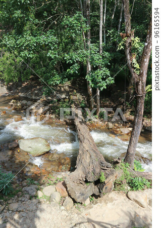 waterfall and tree in the forest or river ,rock and log near river 96165594