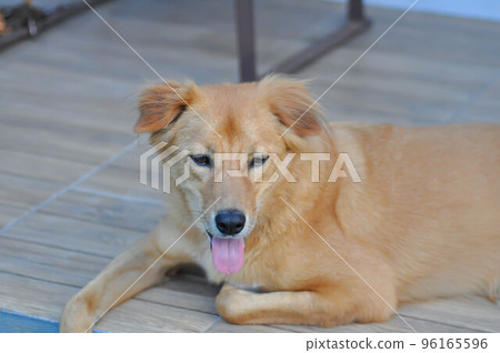 dog, brown dog in the garden dog, brown dog in the garden 96165596