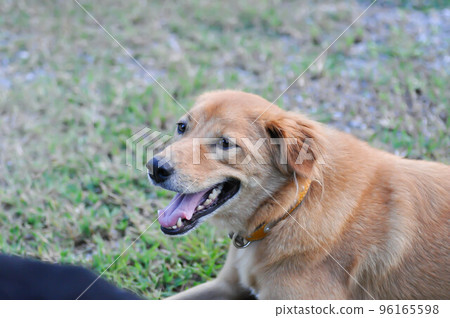 dog, brown dog at home or lying dog 96165598