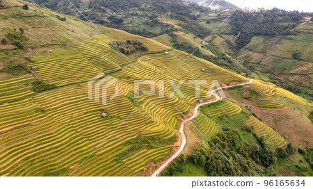 Rice fields on terraced prepare the harvest at Northwest Vietnam. Rice fields on terraced prepare the harvest at Northwest Vietnam. 96165634