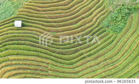 Rice fields on terraced prepare the harvest at Northwest Vietnam. 96165635