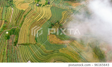 Rice fields on terraced prepare the harvest at Northwest Vietnam. 96165643