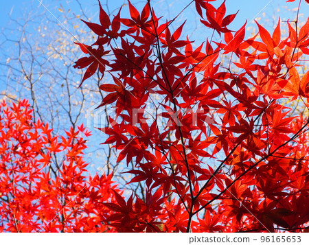 A bright red maple shining in the blue sky 96165653