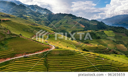 Rice fields on terraced prepare the harvest at Northwest Vietnam. 96165659