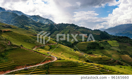 Rice fields on terraced prepare the harvest at Northwest Vietnam. 96165660