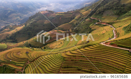 Rice fields on terraced prepare the harvest at Northwest Vietnam. 96165686