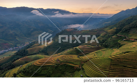 Rice fields on terraced prepare the harvest at Northwest Vietnam. 96165713