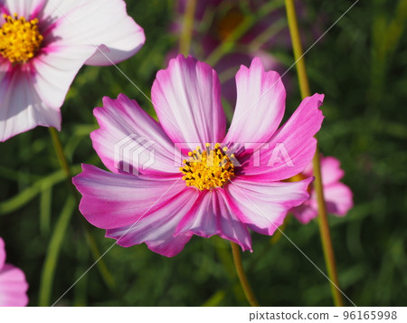 Enlarged photo of cosmos flower Enlarged photo of cosmos flower 96165998
