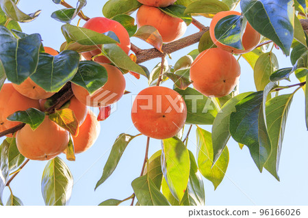 Persimmon hunting 96166026