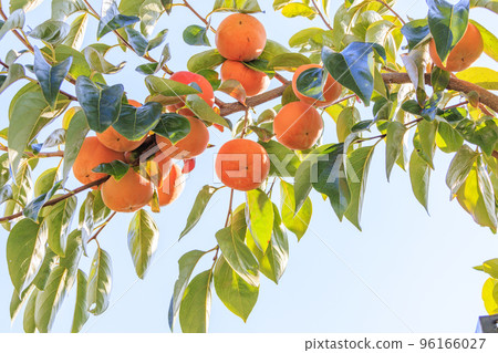 Persimmon hunting 96166027