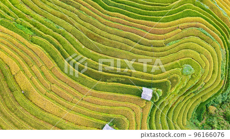 Rice fields on terraced prepare the harvest at Northwest Vietnam. 96166076