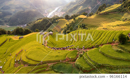 Rice fields on terraced prepare the harvest at Northwest Vietnam. 96166114