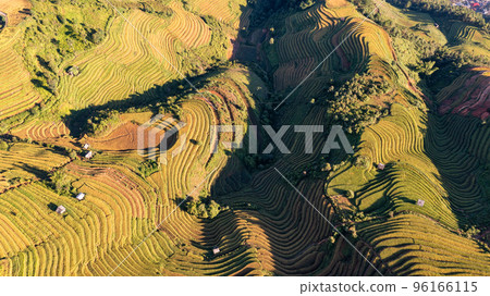 Rice fields on terraced prepare the harvest at Northwest Vietnam. 96166115