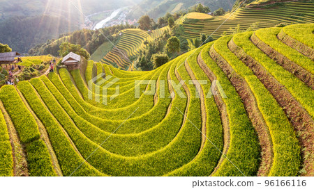 Rice fields on terraced prepare the harvest at Northwest Vietnam. 96166116