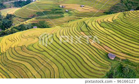 Rice fields on terraced prepare the harvest at Northwest Vietnam. 96166127