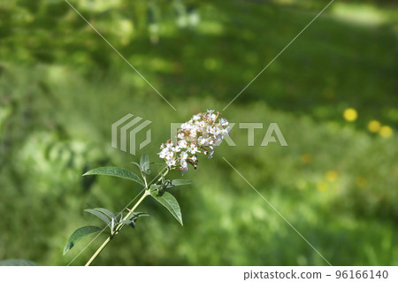 Summer lilac 96166140