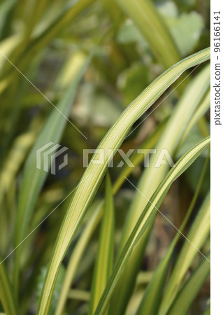 New Zealand flax New Zealand flax 96166141