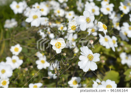 Japanese anemone Honorine Jobert 96166164