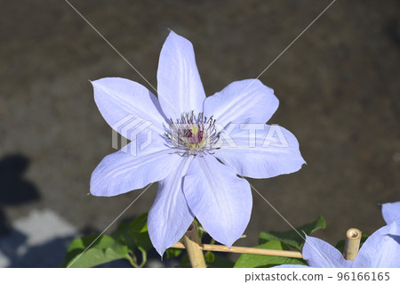 Bernardine Clematis 96166165