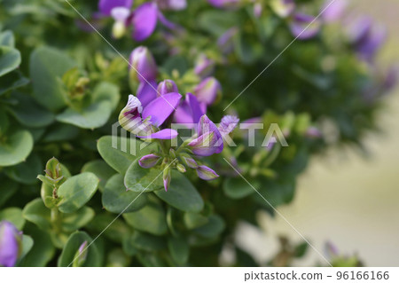 Myrtle-leaf milkwort Myrtle-leaf milkwort 96166166