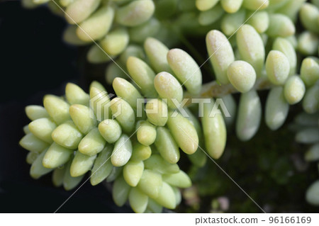 Burros tail Burros tail 96166169