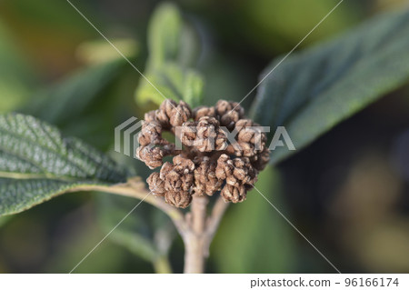 Wrinkled viburnum Wrinkled viburnum 96166174