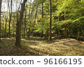佐賀縣有田市邁森森林風景 96166195